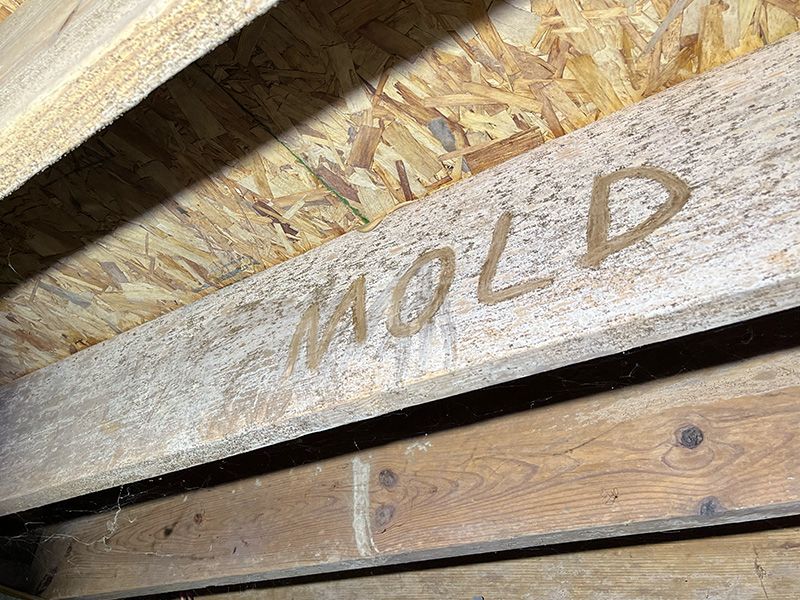 the word mold written into the mold in a crawl space