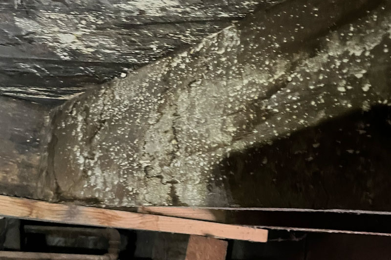 mold in crawl space