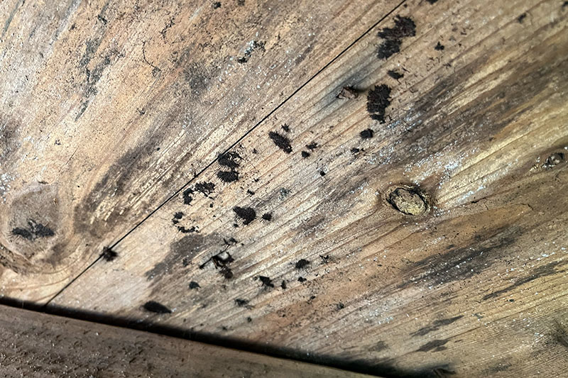 mold in crawl space