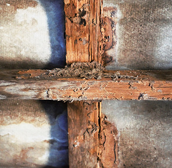 Bugs have infiltrated a crawl space